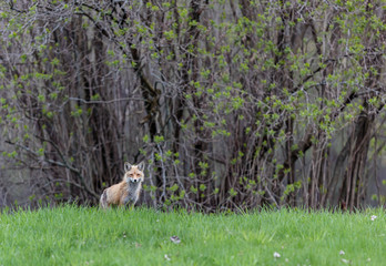 Fox cubs playing in a field in Quebec, Canada.
