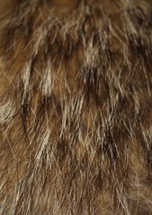 silver Fox fur for background