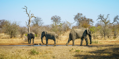 elephants in kruger national park, mpumalanga, south africa 24