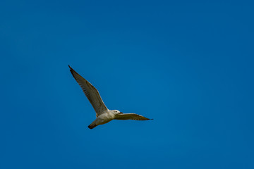 seagull in flight