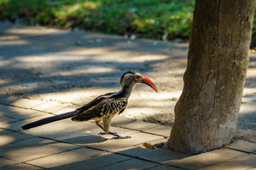 southern yellow-billed hornbill in kruger national park, mpumalanga, south africa 2