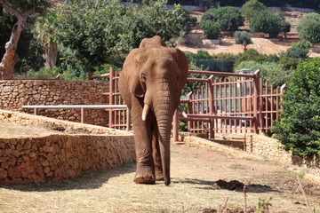 elefante