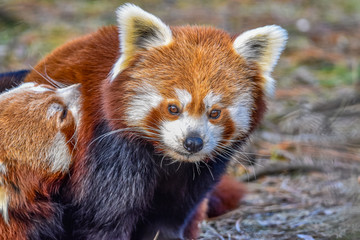 a red panda with a puppy