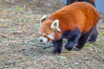 a red panda