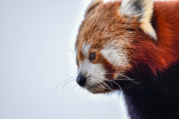 a red panda