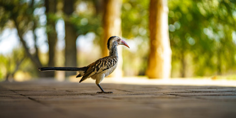 southern yellow-billed hornbill in kruger national park, mpumalanga, south africa 51
