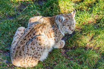 Iberian Lynx or Lynx Pardinus lying on the grass stalking and staring on sunny day