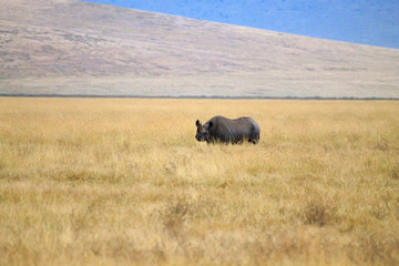 Fototapeta premium Black rhinoceros on Ngorongoro Conservation Area crater, Tanzania