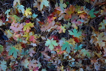 Autumn In Zion