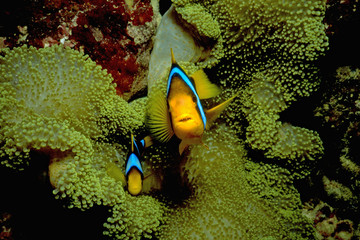 Clownfish Fiji