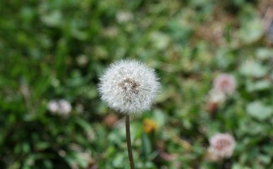 White Dandelion