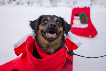 Black puppy dressed as Santa Claus in the snow at Christmas.