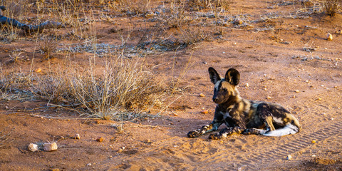 wild dogs in kruger national park, mpumalanga, south africa 12
