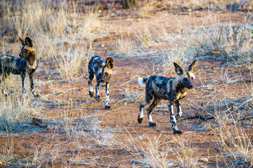 wild dogs in kruger national park, mpumalanga, south africa 32