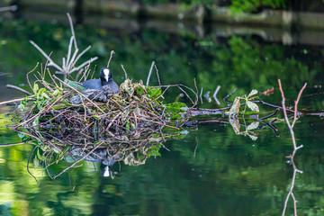 Common coot in its nest made of branches, leaves and plastic bags