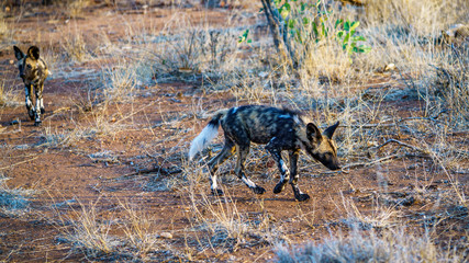 wild dogs in kruger national park, mpumalanga, south africa 31