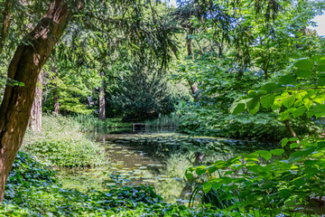 Fototapeta na wymiar Pond with water lilies surrounded by trees and green vegetation in Schoonoord Park, sunny spring day in Rotterdam in the Netherlands Holland