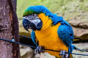 Parakeet with yellow and blue plumage on a wire against a blurred background