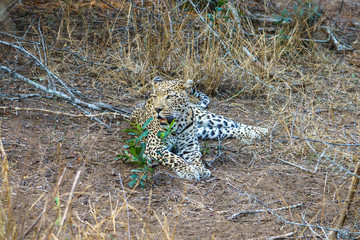 Fototapeta na wymiar leopard in kruger national park, mpumalanga, south africa 31