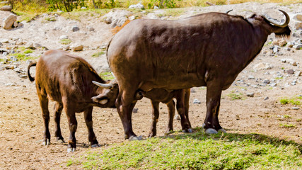 Buffalo mother feeding her calfs in Guadalajara, Jalisco Mexico