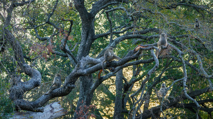 baboon monkeys in kruger national park, mpumalanga, south africa 4