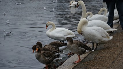 flock of ducks and swans swimming in lake
