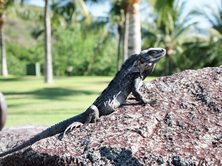 Iguana sunbathing on a stone in a garden with palm trees in the blurred background, tropical sunny day in Manzanillo, Colima Mexico