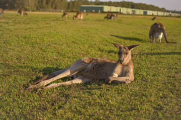 Sunbathing Kangaroo, Combaabah Lake Conservation Park, Australia