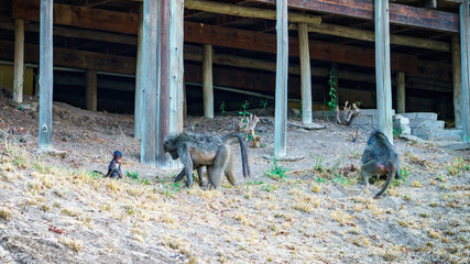 Fototapeta premium baboon monkeys in kruger national park, mpumalanga, south africa 12