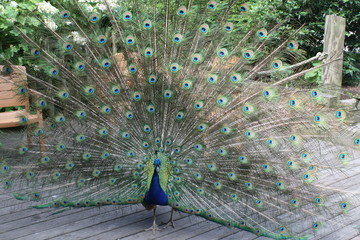 Naklejka premium Peacock On Zoo Patio