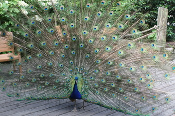 Peacock On Zoo Patio