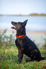 Portrait of Black German shepherd on green grass. Animal.