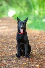 Portrait of Black German shepherd in the park.