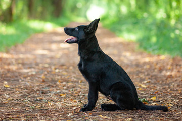 Portrait of Black German shepherd in the park.