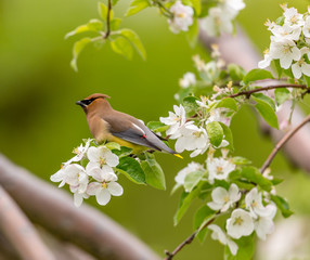 Cedar waxwings in an orchard eating apple blossoms and bugs, in Quebec, Canada.
