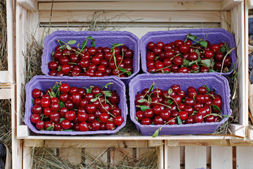Red cherry in purple carton packs at the market