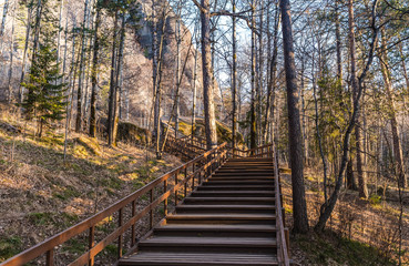 path in autumn forest