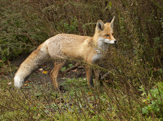 Naklejka na ściany i meble red fox