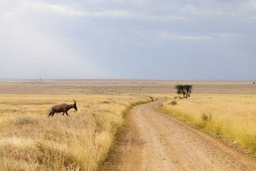Serengeti National Park landscape, Tanzania, Africa