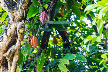 Kakaofrüchte an einem Kakaobaum auf der Insel Grenada.