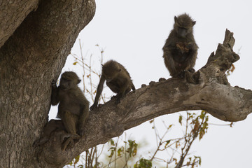 Baboons from Serengeti National Park, Tanzania, Africa