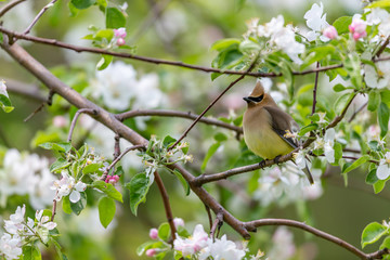 Cedar waxwings in an orchard eating apple blossoms and bugs, in Quebec, Canada.