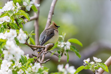Cedar waxwings in an orchard eating apple blossoms and bugs, in Quebec, Canada.
