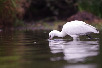 Spatule Blanche 1
spatule blanche, platalea leucordia, migrateur, échassier, oiseau, avifaune,...