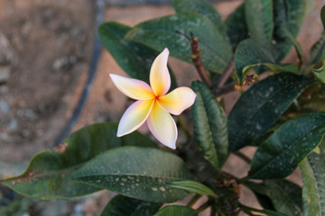 Weiß Gelb blumen blüte