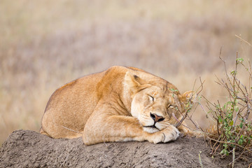 Lioness close up. Serengeti National Park, Tanzania, Africa