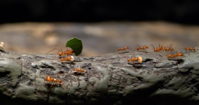 4K - Colony of leaf-cutting ants on the trail