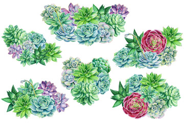 set of succulents on a white isolated background, watercolor, botanical illustration, bouquets of green plants