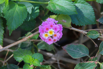 Pink weiß Blüte