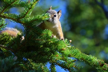 Arctic Squirrel - Triple Lakes Trail , Denali -AK